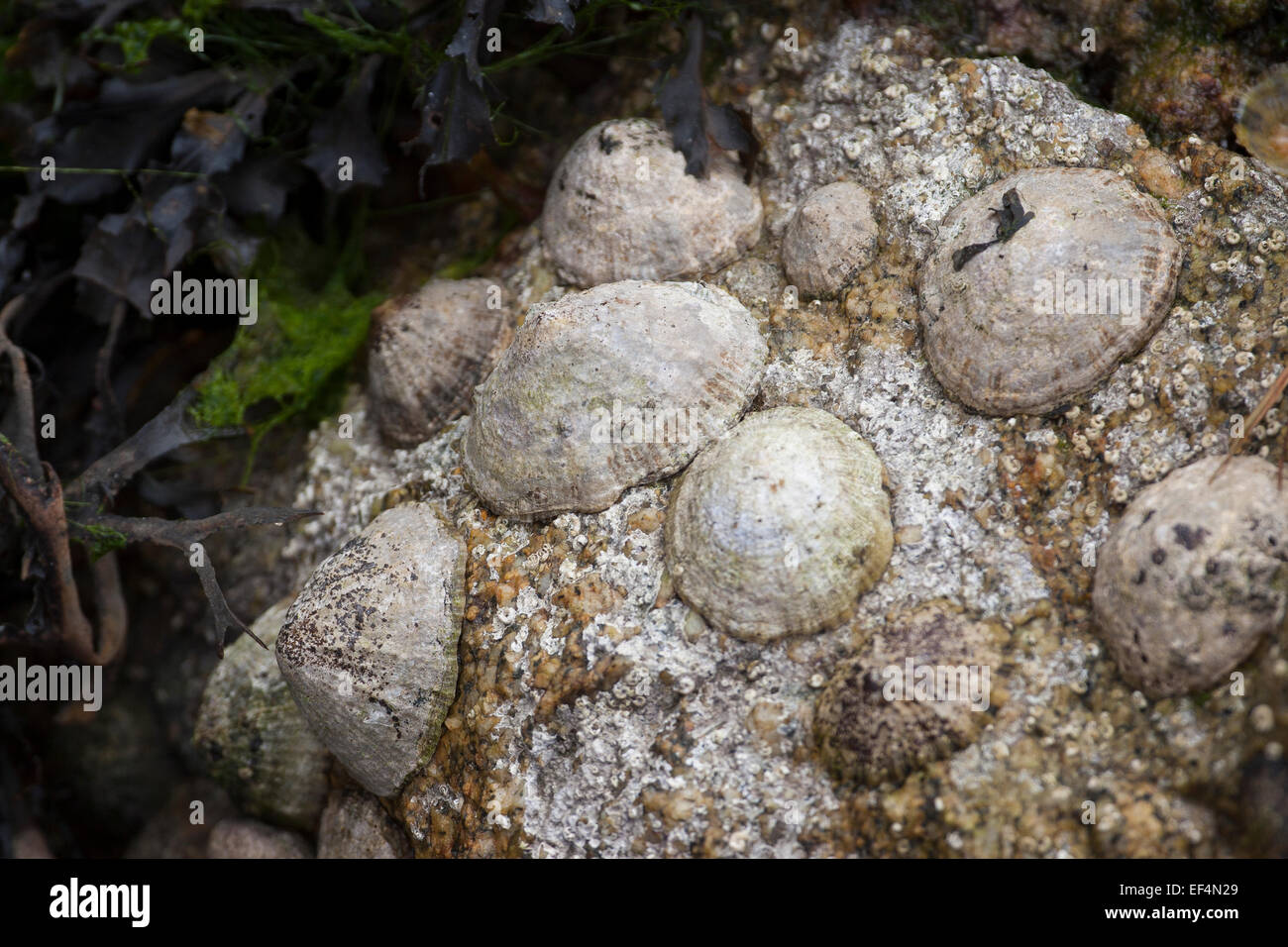 Common European limpet, Gemeine Napfschnecke, Patella vulgata, Ebbe, Felswatt, Patellidae, Napfschnecken, limpets, true limpets Stock Photo