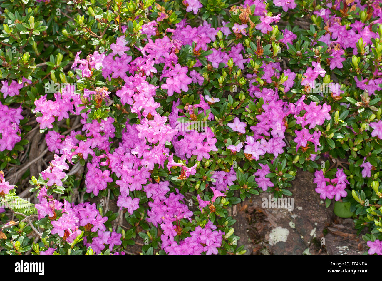 Alpenrose, Myrtle-leaf rhododendron, Myrtenblättrige Alpenrose, Myrtenblättriger Rhododendron, Rhododendron myrtifolium Stock Photo