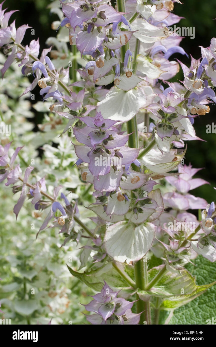 Clary sage, Muscatel Sage, Muskatellersalbei, MuskatellerSalbei
