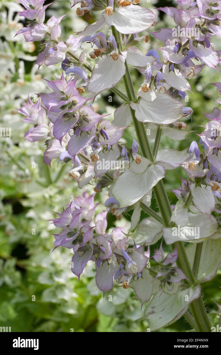 Clary sage, Muscatel Sage, Muskatellersalbei, Muskateller-Salbei, Muskat-Salbei, Muskatsalbei, Muskatellasalbei, Salvia sclarea Stock Photo
