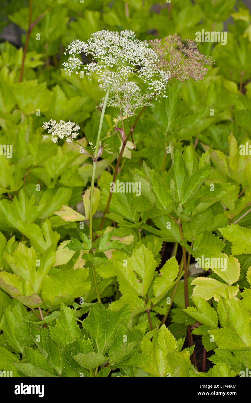 Masterwort, Master-wort, Meisterwurz, Meister-Wurz, Kaiserwurz, Peucedanum ostruthium, Imperatoria ostruthium Stock Photo