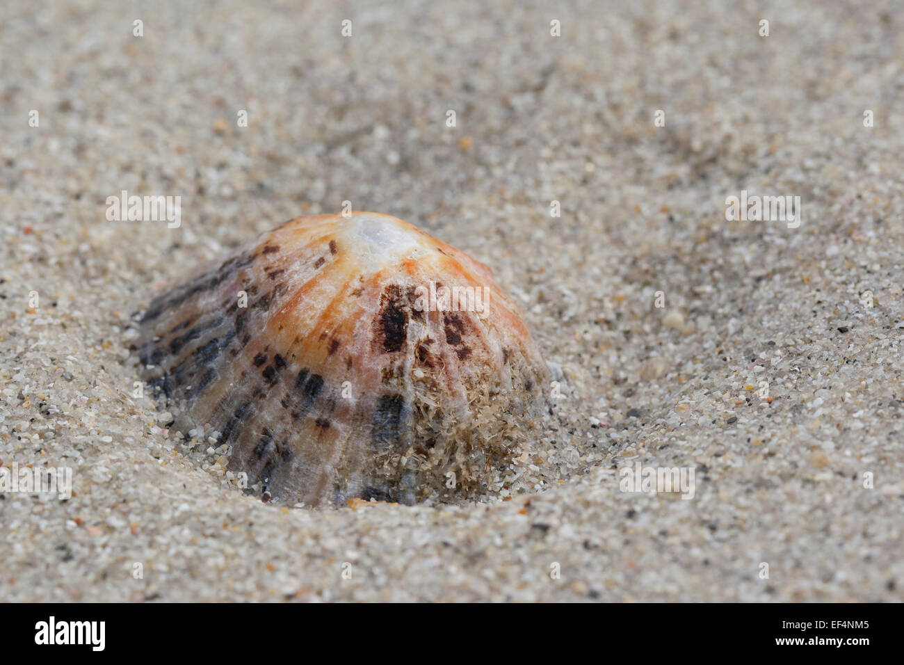 Common European limpet, Gemeine Napfschnecke, Patella vulgata, Ebbe, Felswatt, Patellidae, Napfschnecken, limpets, true limpets Stock Photo