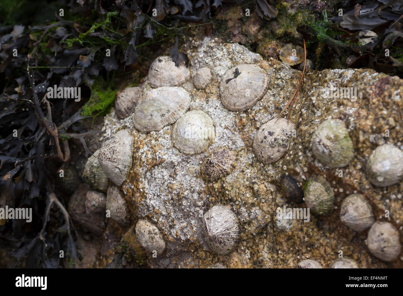 Common European limpet, Gemeine Napfschnecke, Patella vulgata, Ebbe, Felswatt, Patellidae, Napfschnecken, limpets, true limpets Stock Photo