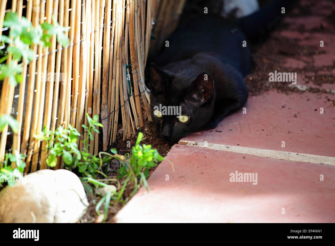 Small black cat stalking Stock Photo - Alamy