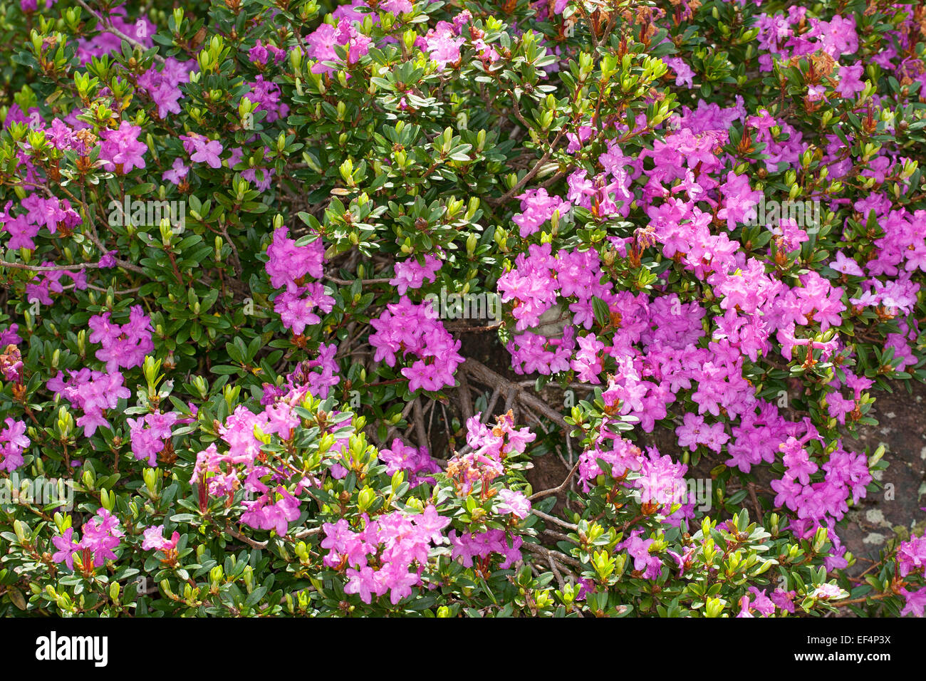 Alpenrose, Myrtle-leaf rhododendron, Myrtenblättrige Alpenrose, Myrtenblättriger Rhododendron, Rhododendron myrtifolium Stock Photo