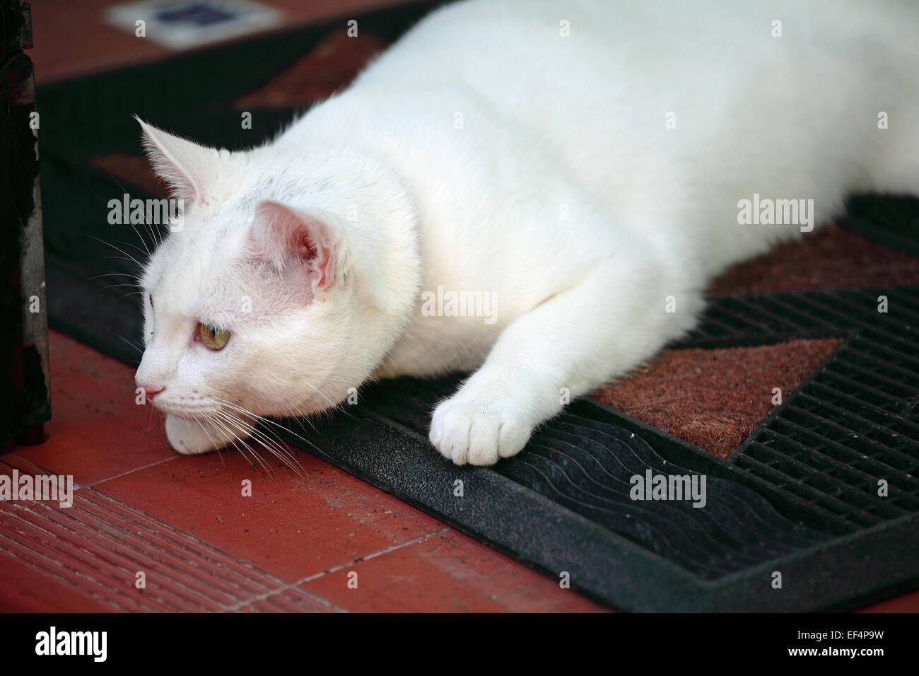 White cat with green eyes Stock Photo