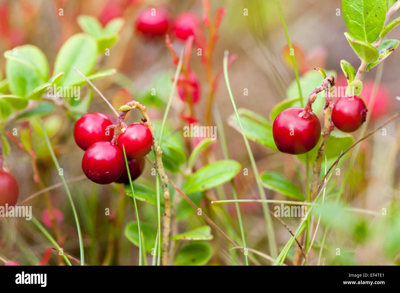 Cowberry fruit on moorland in autumn, Yorkshire. Vaccinium vitis-idaea Stock Photo