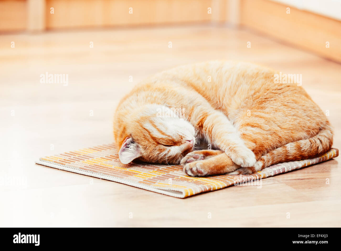 Peaceful Orange Red Tabby Cat Male Kitten Curled Up Sleeping In His Bed ...