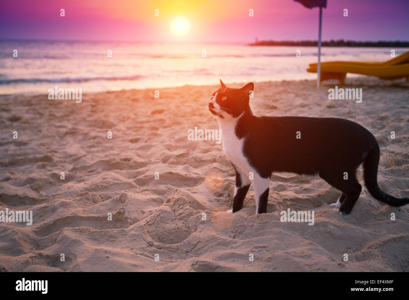 Cat walking on the beach at sunset Stock Photo - Alamy, image size:1300x956