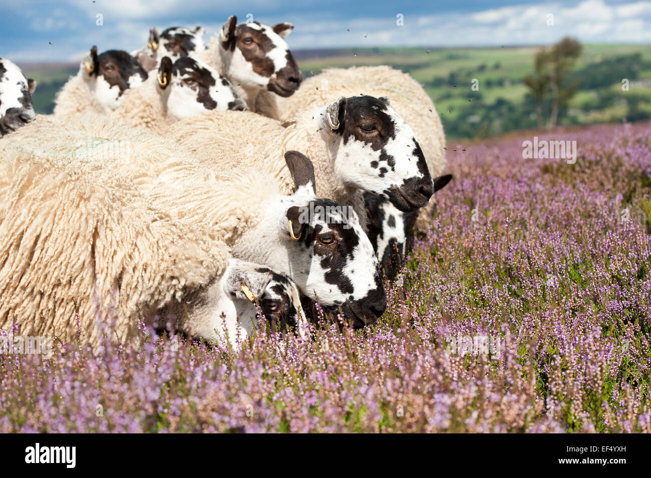 Mule gimmer lambs out of Dalesbred sheep on heather moorland above Pateley Bridge, North Yorkshire, UK. Stock Photo