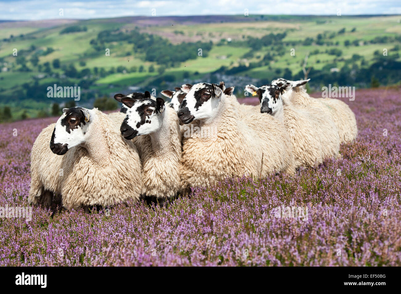 Mule gimmer lambs out of Dalesbred sheep on heather moorland above Pateley Bridge, North Yorkshire, UK. Stock Photo