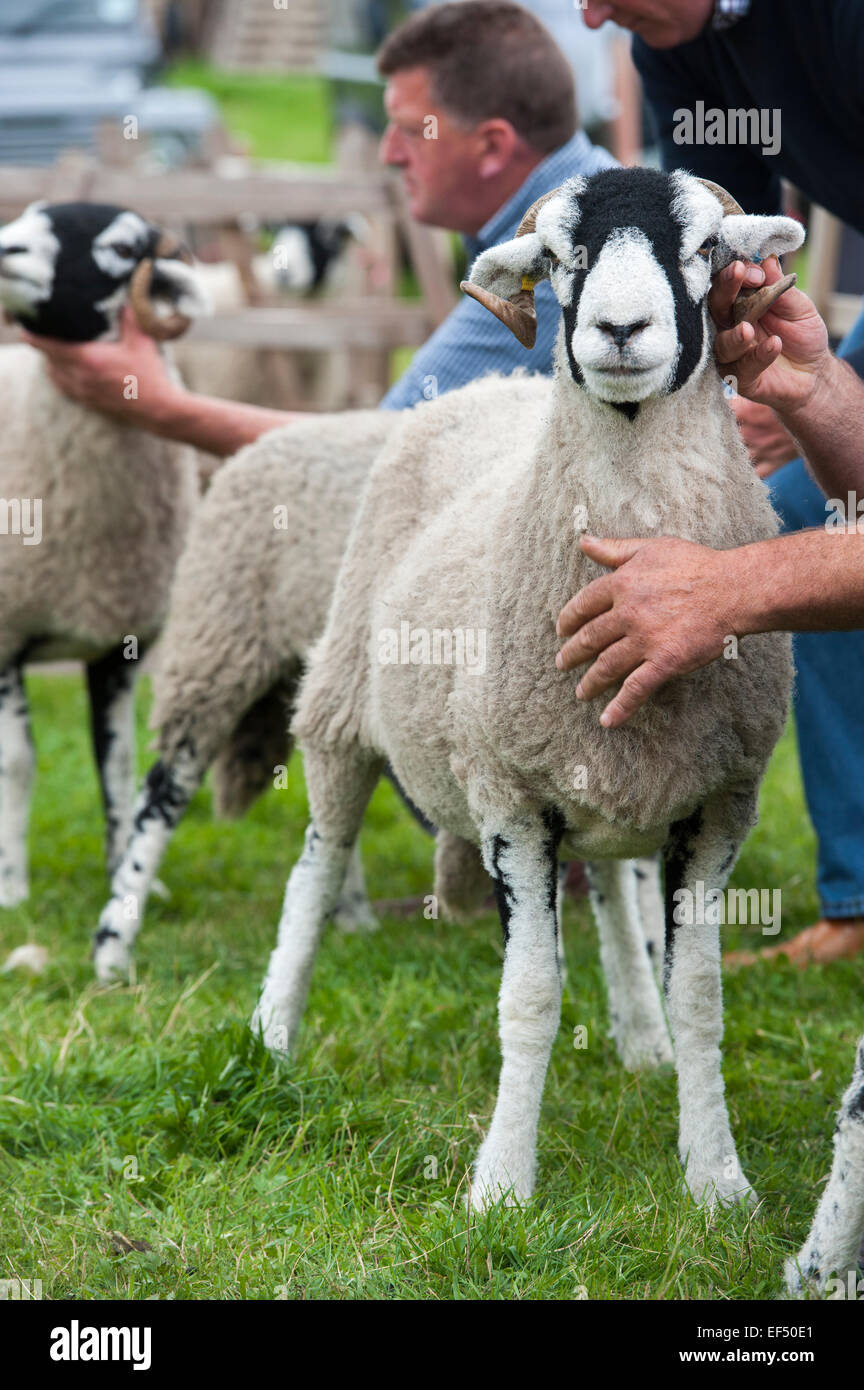 Judging swaledale sheep at the annual Muker show, Swaledale, North Yorkshire, UK. Stock Photo