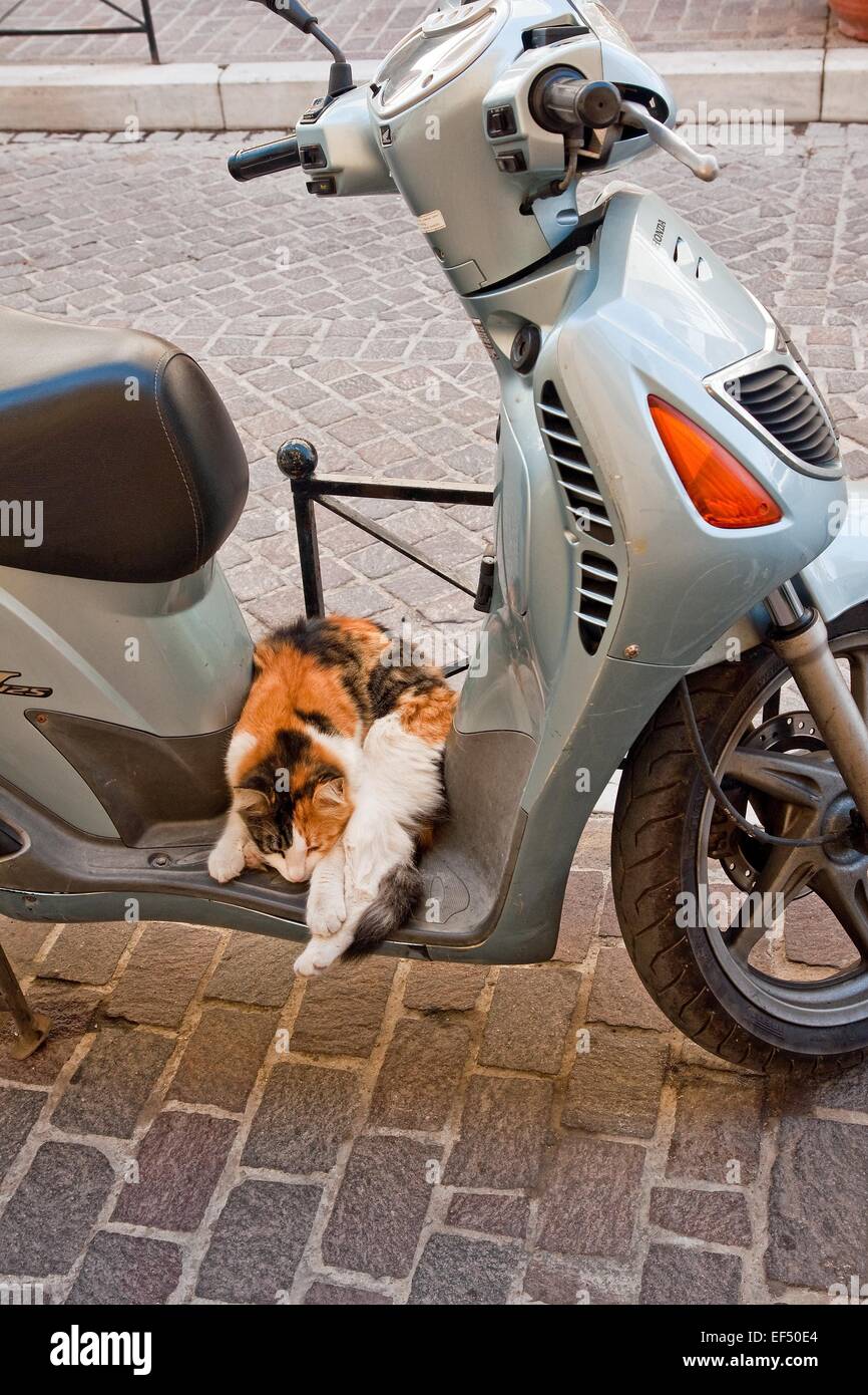 Cat finds motor scooter makes an ideal bed in Chania, Crete Stock Photo -  Alamy