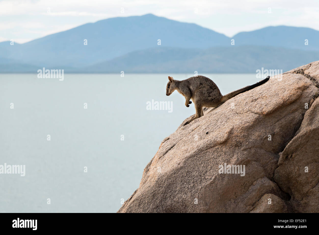 Rock Kangaroo at Magnetic Island Stock Photo