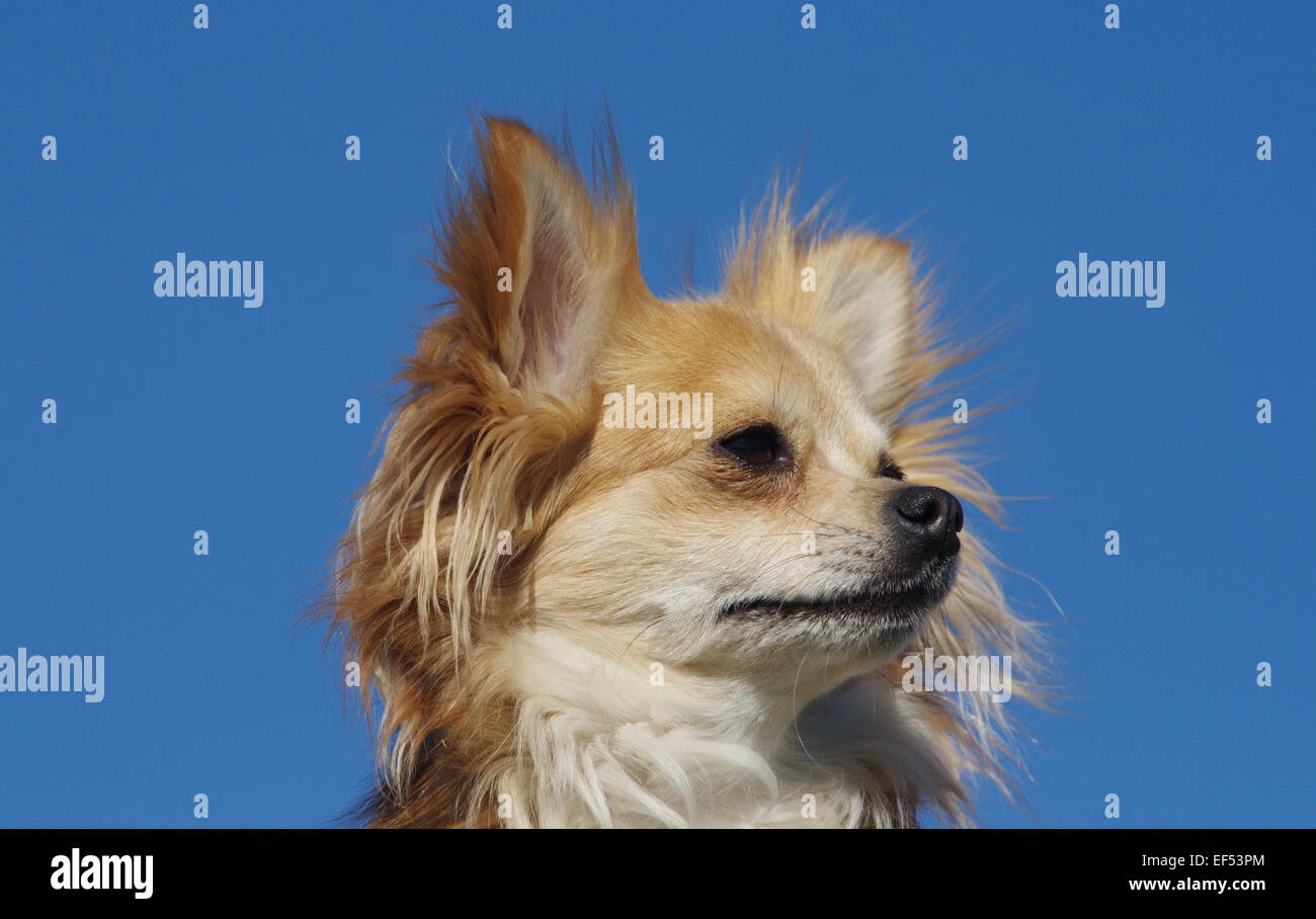 Chihuahua Langhaar Portrait am blauen Himmel Stock Photo