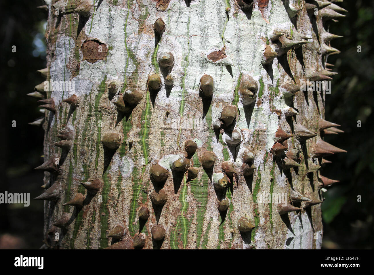 Thorns On The Trunk Of A Ceiba Tree Ceiba pentandra Stock Photo