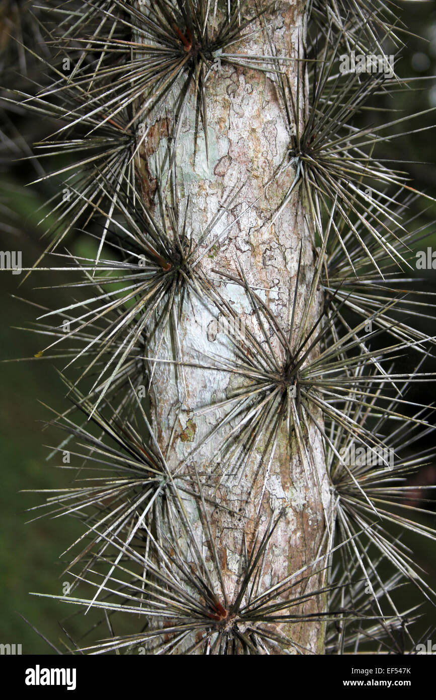 Spiky Thorns On A Tree Trunk Stock Photo