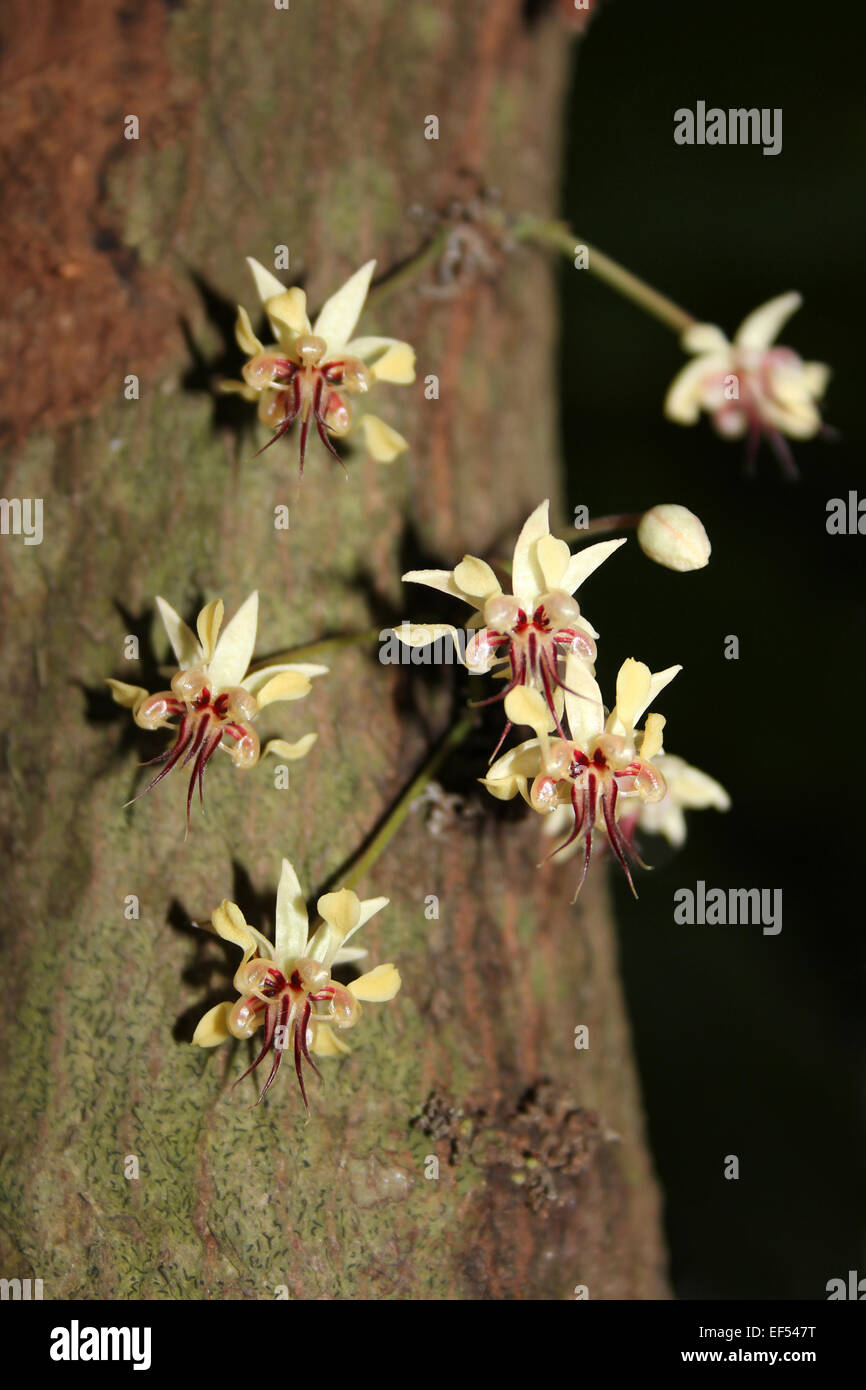Cocoa Tree Theobroma cacao Flowers Stock Photo
