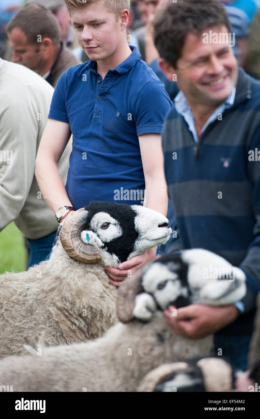 Judging swaledale sheep at the annual Muker show, Swaledale, North Yorkshire, UK. Stock Photo