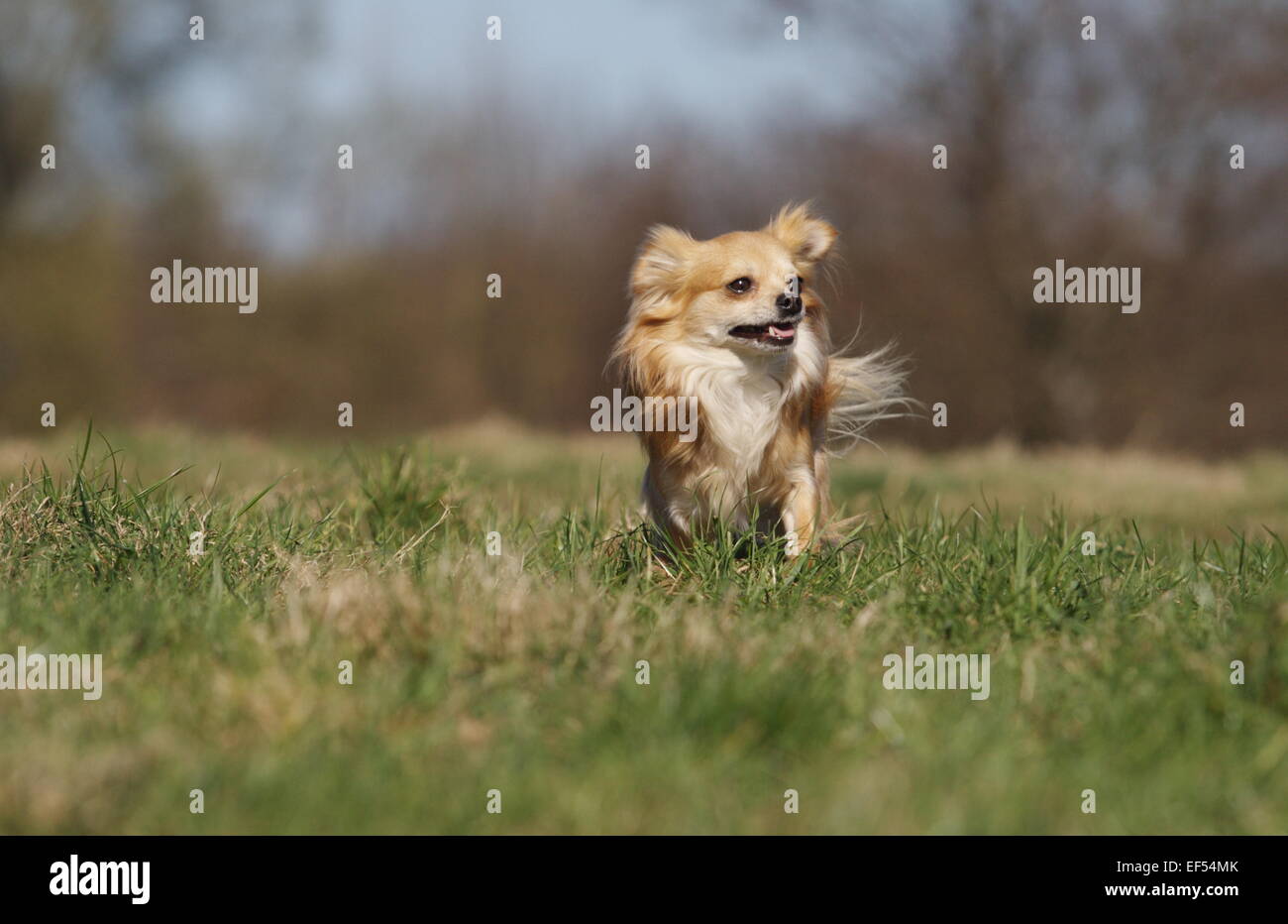Chihuahua Langhaar rennt über die Wiese Stock Photo