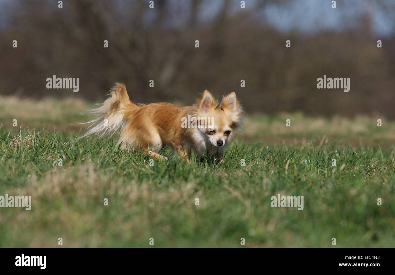 Langhaariger hund hi-res stock photography and images - Alamy