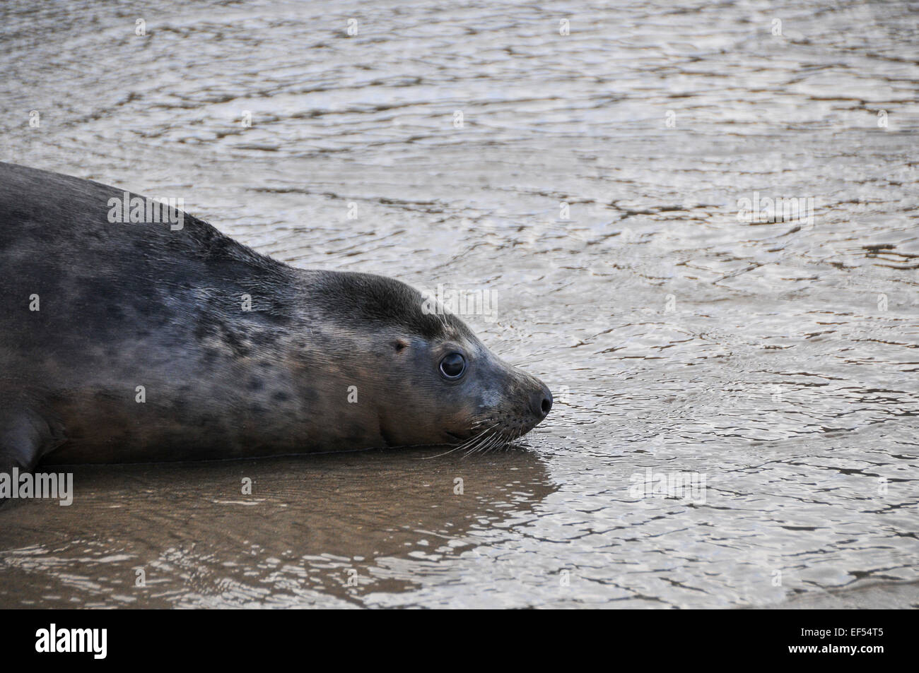 Grey Seal at Combe Martin Beach, Devon Stock Photo - Alamy