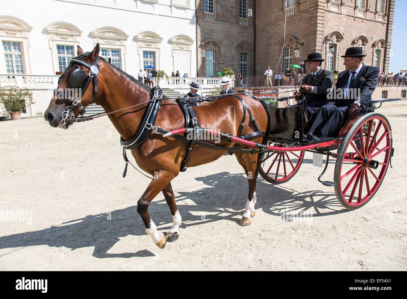 Horse hackney carriage two wheels hires stock photography and images