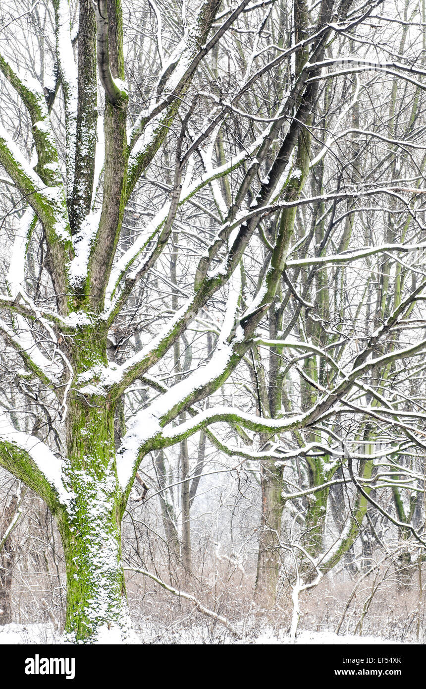 trees covered with snow in winter park Stock Photo - Alamy