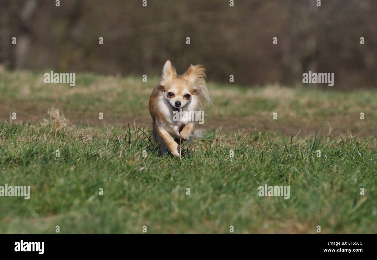 Chihuahua Langhaar rennt über die Wiese Stock Photo