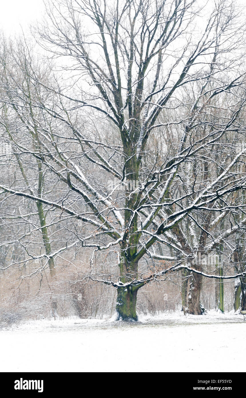 trees covered with snow in winter park Stock Photo - Alamy