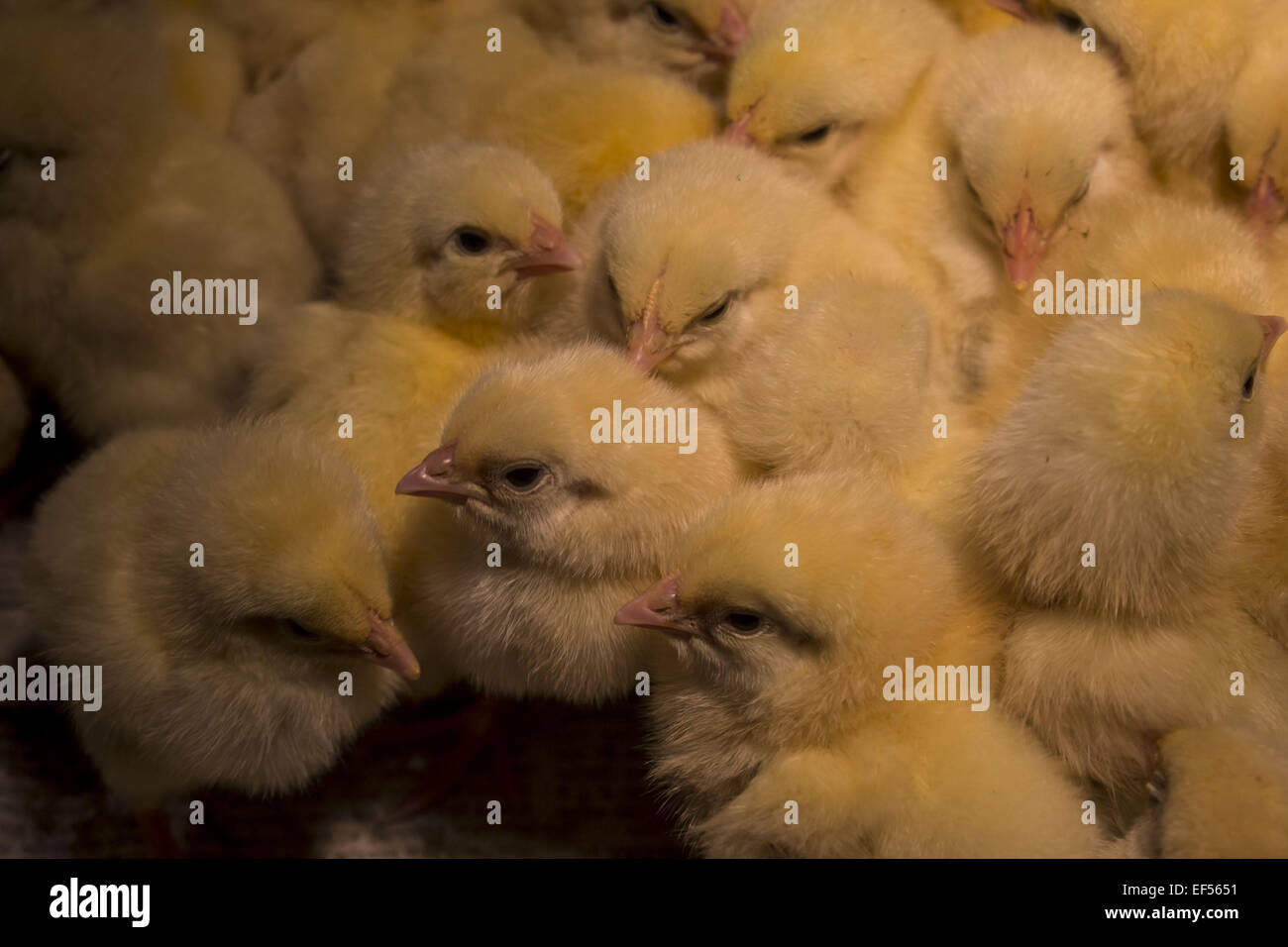 Jan. 27, 2015 - Jorhat, Assam, India - Day old chicks seen at a poultry  farm on the outskirts in Jorhat district in northeastern Assam state on  January 27, 2015. Poultry activity