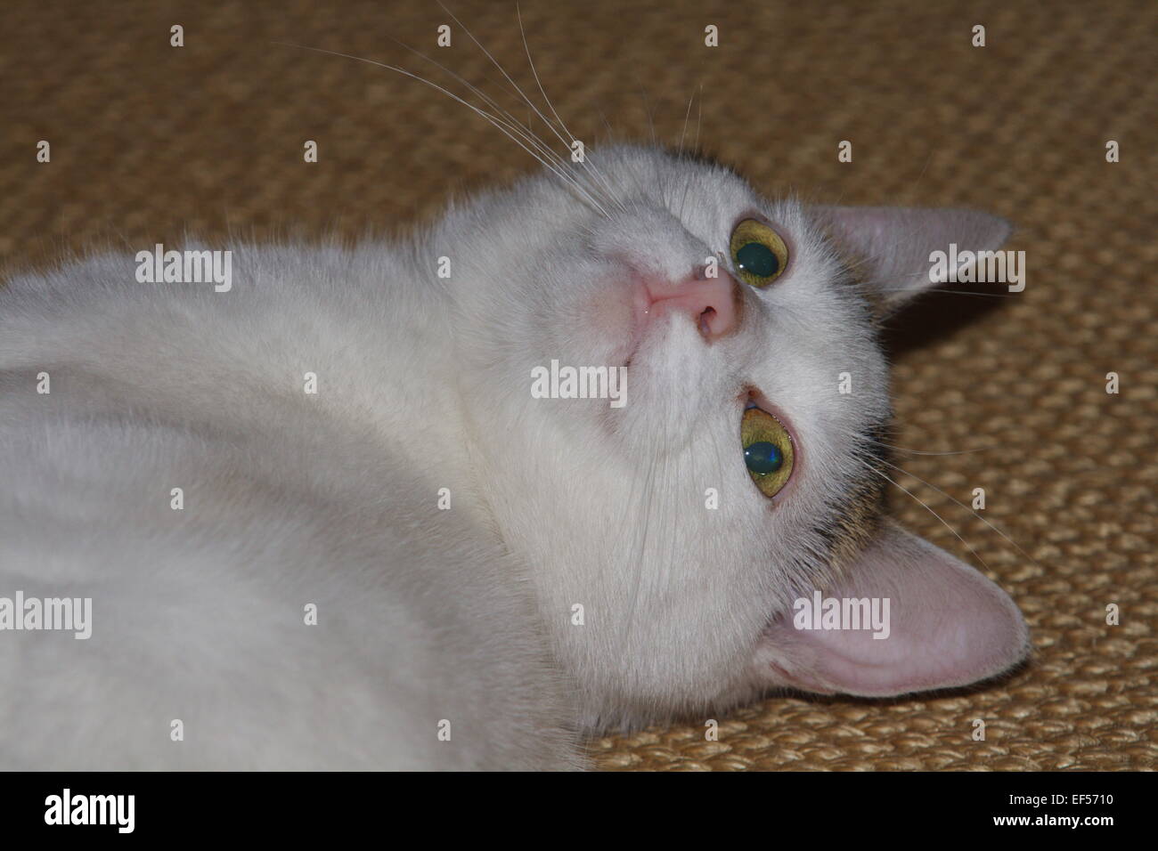 Katze 2 Jahre alt in der Wohnung, Weibchen Stock Photo