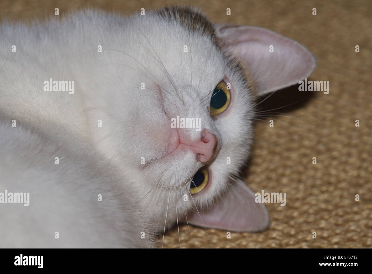 Katze 2 Jahre alt in der Wohnung, Weibchen Stock Photo