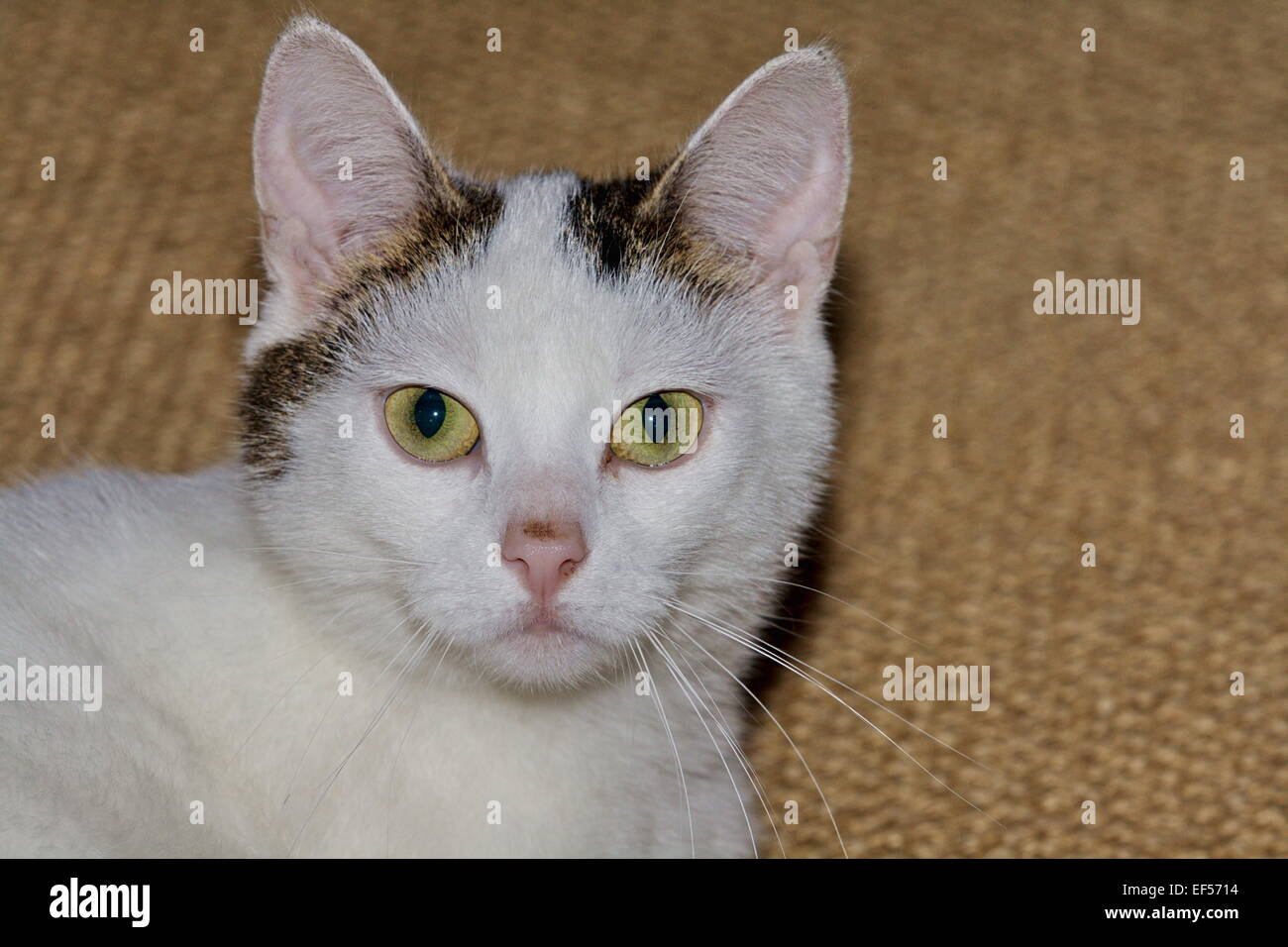 Katze 2 Jahre alt in der Wohnung, Weibchen Stock Photo