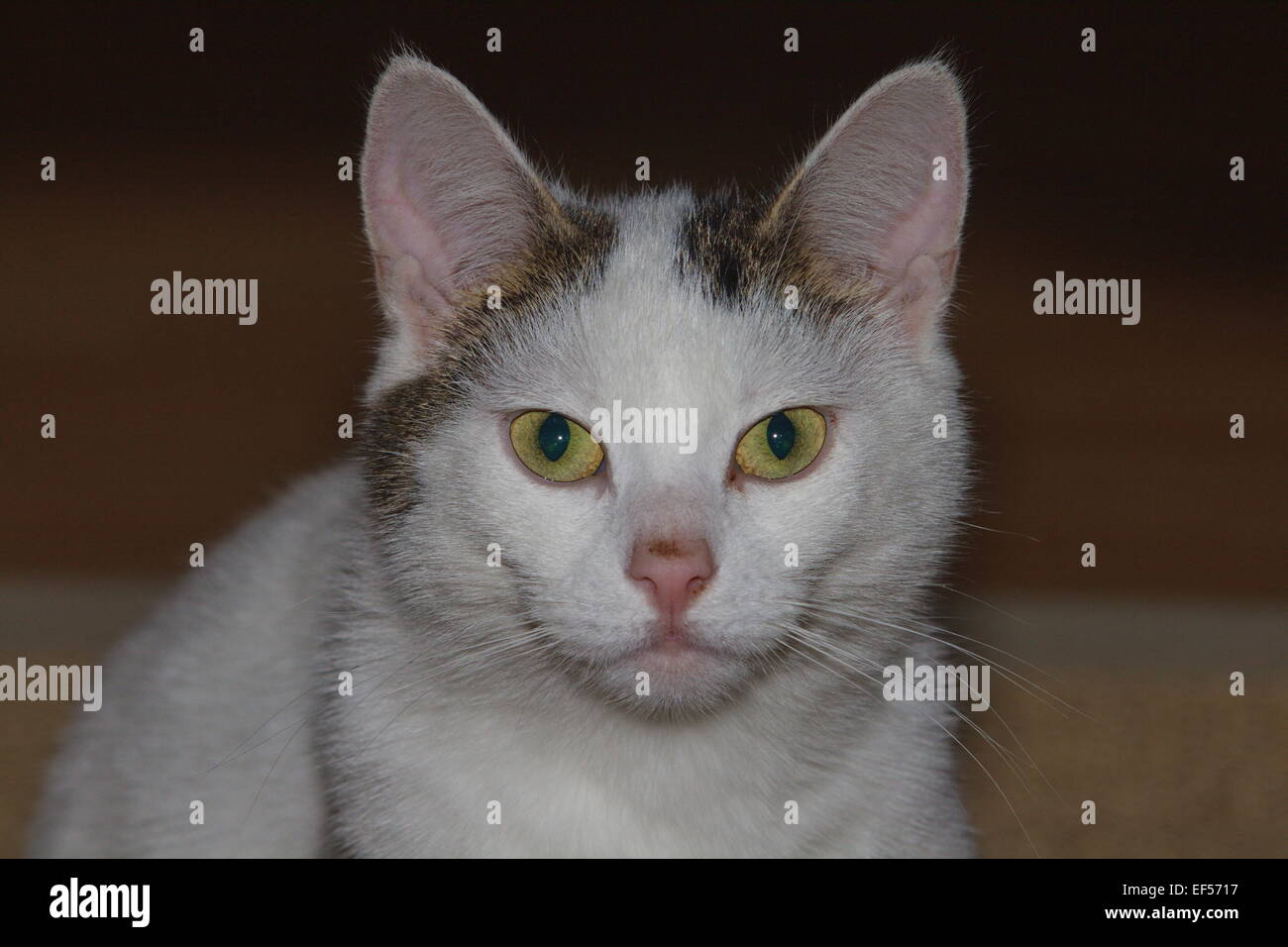 Katze 2 Jahre alt in der Wohnung, Weibchen Stock Photo