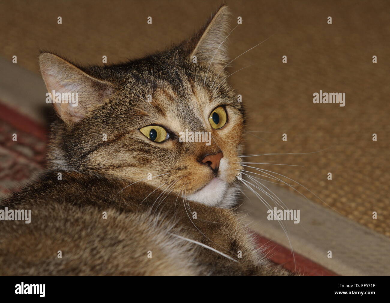 Katze 2 Jahre alt in der Wohnung, Weibchen Stock Photo Alamy