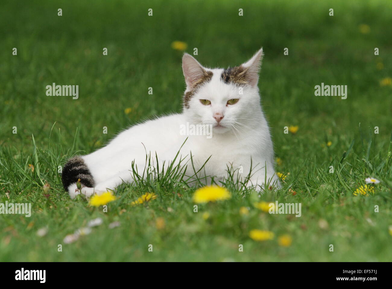 Katze im Garten, 2 Jahre Stock Photo Alamy