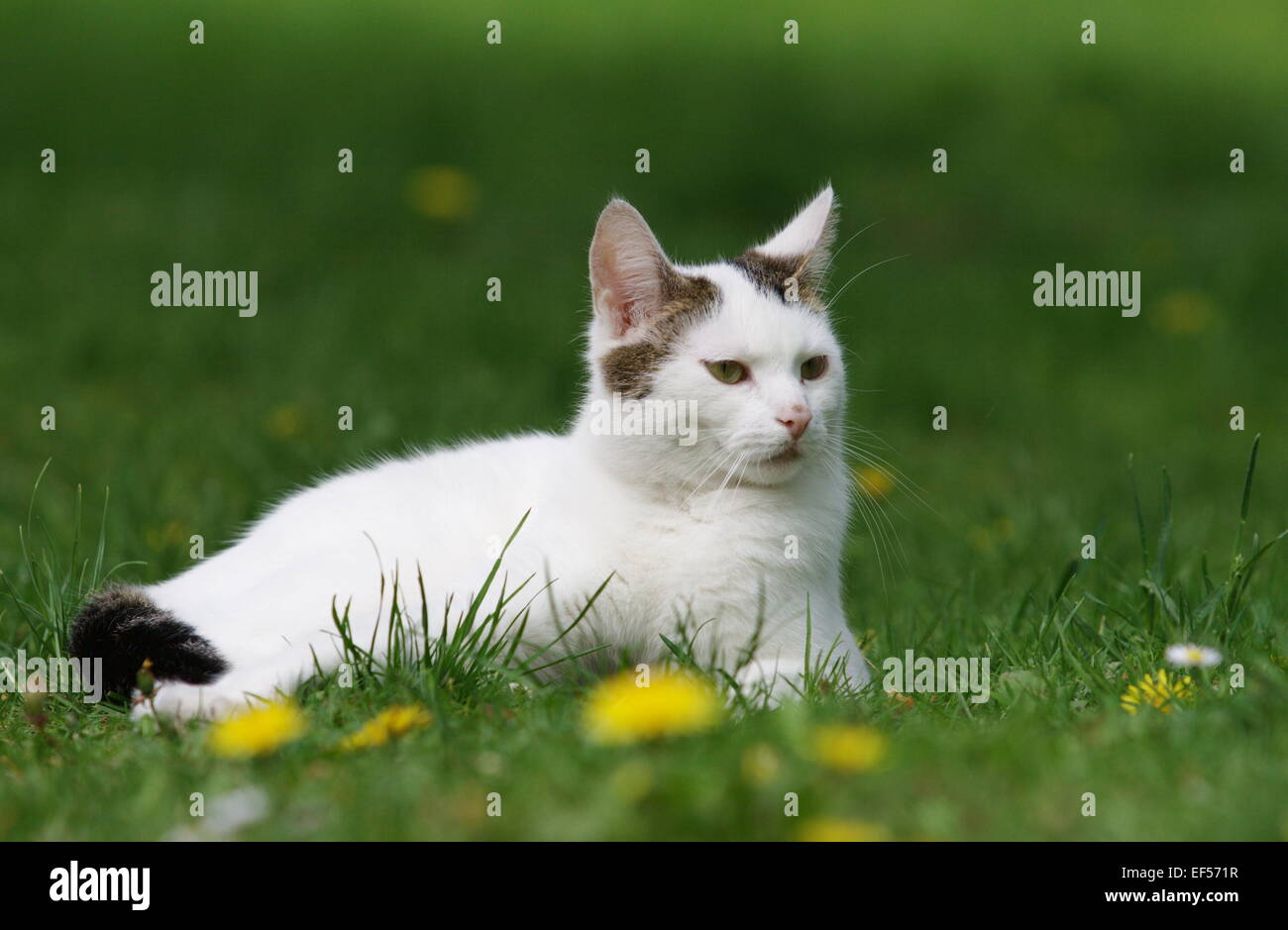 Katze im Garten, 2 Jahre Stock Photo