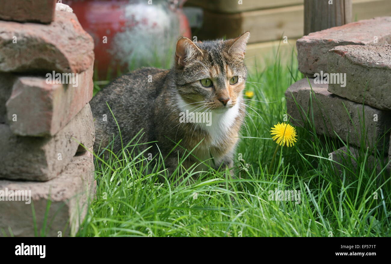 Katze im Garten, 2 Jahre Stock Photo