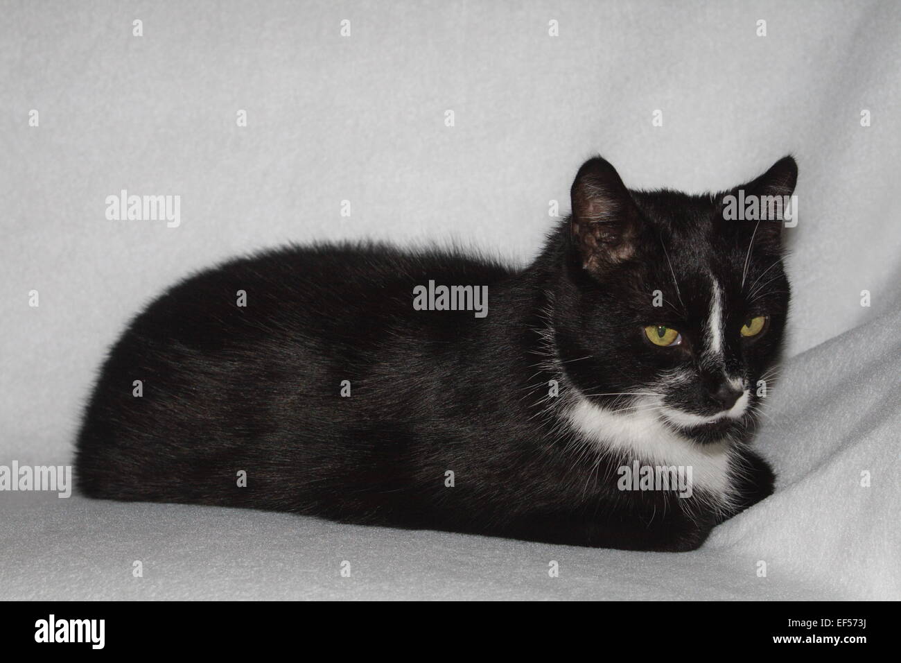 Schwarzweißer Kater liegt auf einer weißen Decke Stock Photo