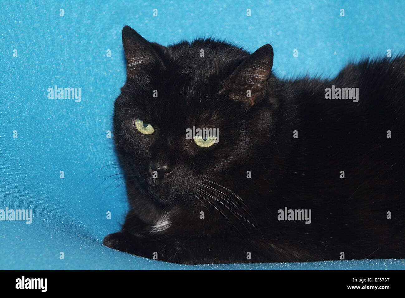 Portrait einer 11 jährigen Katze Stock Photo