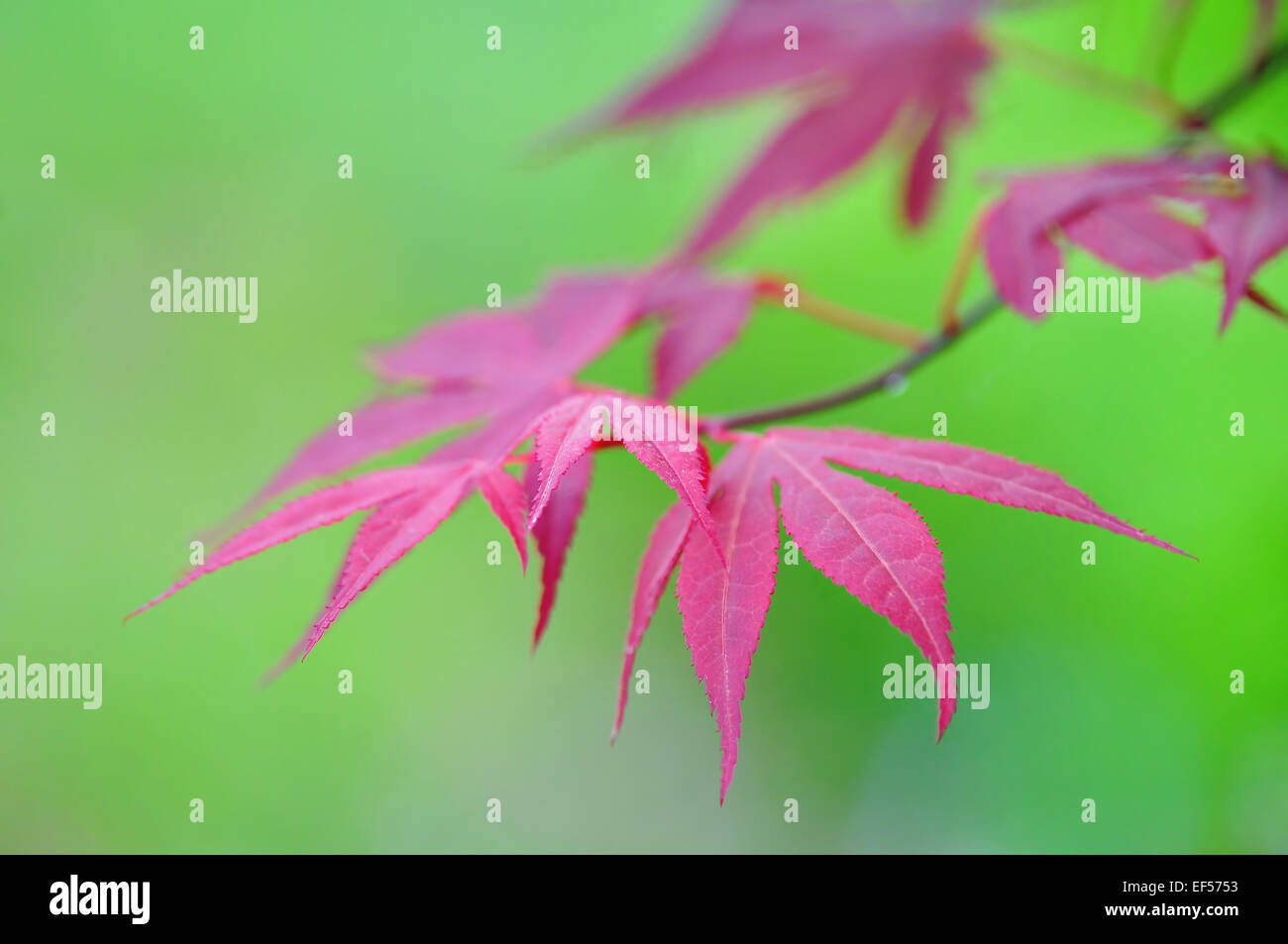Nature background - purple leaves on green background Stock Photo
