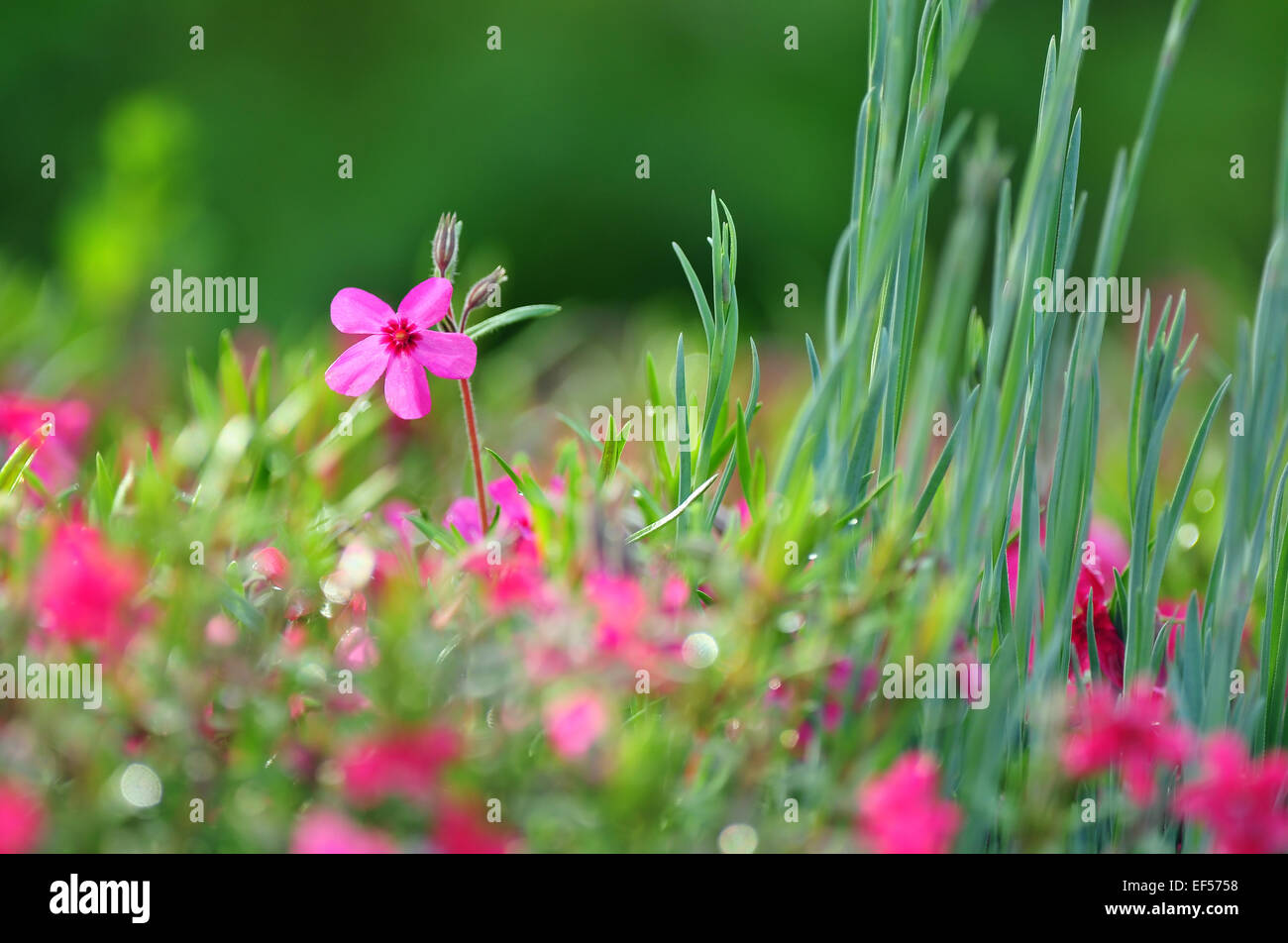 Wallpaper nature hi-res stock photography and images - Alamy