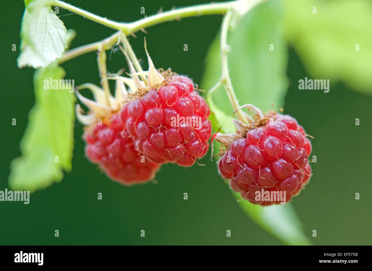 Raspberry Stock Photo