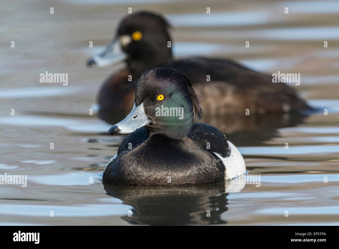 Tufted duck (Aythya fuligula). Adult male with female behind. Stock Photo