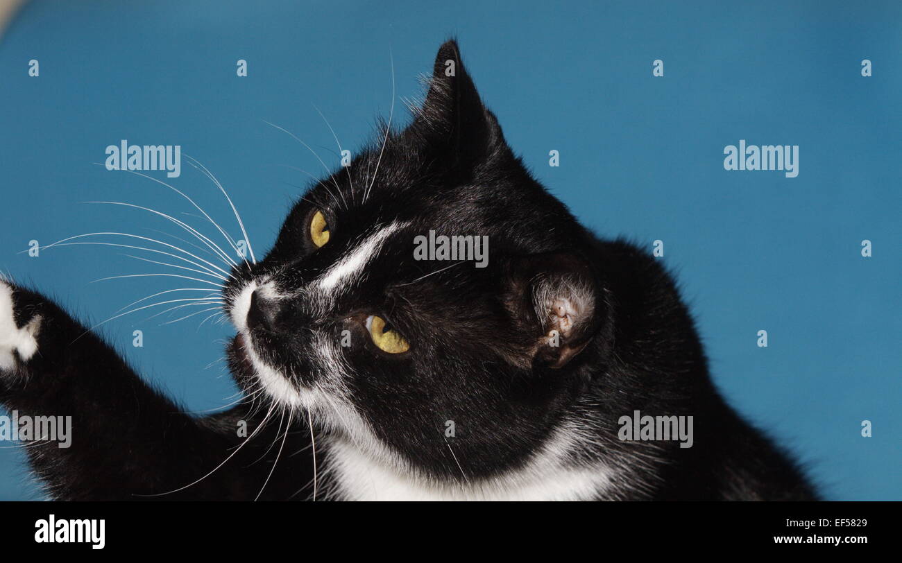 Portrait einer 11 jährigen Katze Stock Photo