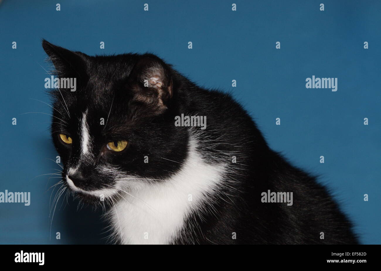 Portrait einer Hauskatze mit blauen Hintergrund Stock Photo