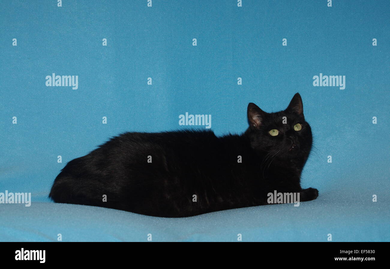 Portrait einer Hauskatze mit blauen Hintergrund Stock Photo