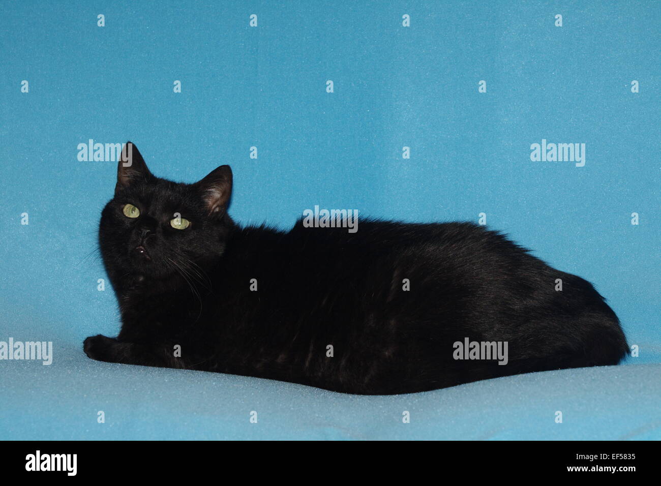 Katze 11 Jahre liegt auf einem blauen Tuch Stock Photo