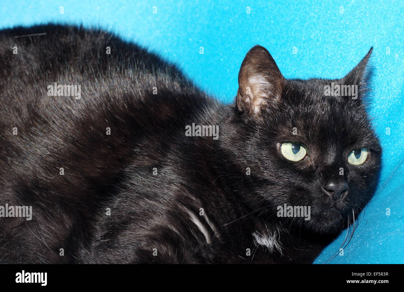 Katze 11 Jahre liegt auf einem blauen Tuch Stock Photo